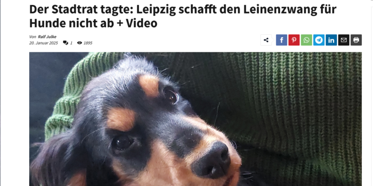 Ein Hund blickt in die Kamera.